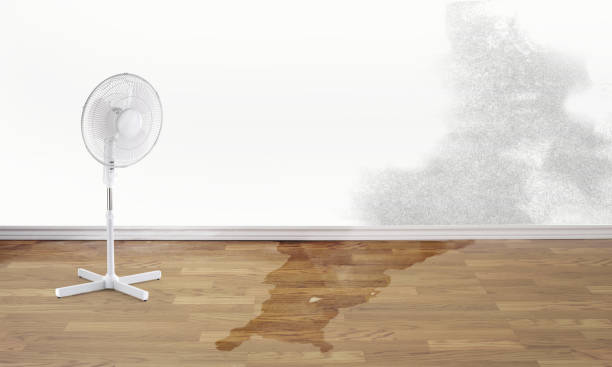 Best Basement water damage restoration  in Middlesex, NC
